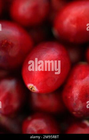 Nahaufnahme tiefroter Cranberries Stockfoto