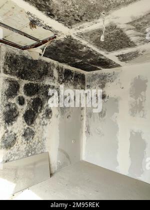Pilz und schwarzer Schimmel an den Wänden und der Decke des Zimmers. Stockfoto