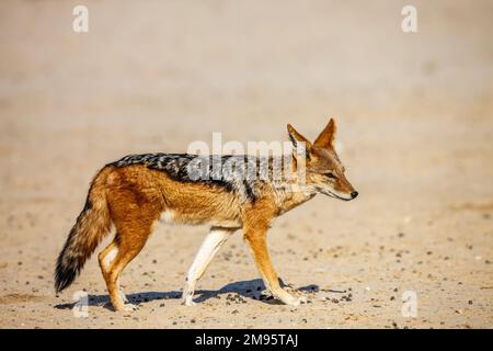 Schwarzer Schakal-Spaziergang isoliert im natürlichen Hintergrund im Kgalagadi-Grenzpark, Südafrika; Specie Canis mesomelas Familie der Canidae Stockfoto