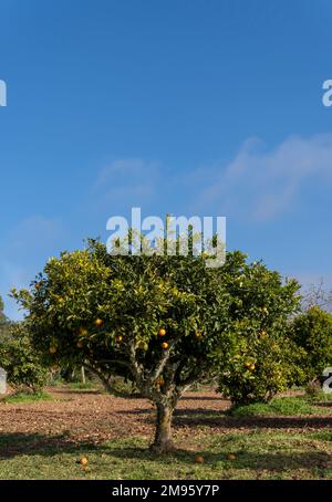 Ländliches Feld mit organischen Orangenbäumen, Citrus sinensis, an einem sonnigen Morgen. Insel Mallorca, Spanien Stockfoto