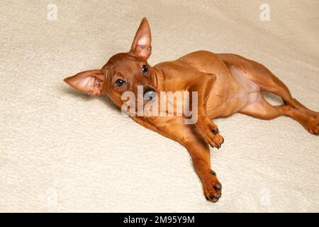 Das Hündchen legte sich auf die Couch. Ein kleiner Schoßhund liegt auf dem Sofa. Stockfoto