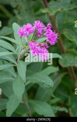 Vernonia gigantea, rieseneisengras, Tall ironweed oder ironweed, ganzjährig mit violetten Blumensträngen Stockfoto