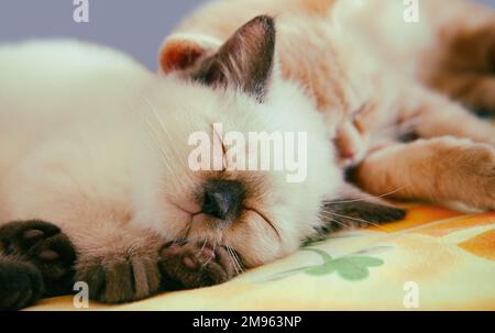 Witzige zwei kleine Kätzchen, die auf der Decke schlafen Stockfoto
