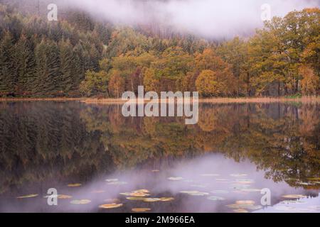 Nebliger Morgen über Loch Chon, Loch Lomond und Trossachs National Park, Schottland Stockfoto