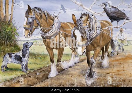 Ein Team von zwei schweren Pferden pflügt ein Feld, beobachtet von einer großen Krähe und einem springer-Spaniel. Aquarellmalerei von Malcom Greensmith Stockfoto