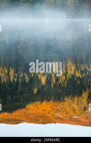 Nebliger Morgen über Loch Chon, Loch Lomond und Trossachs National Park, Schottland Stockfoto