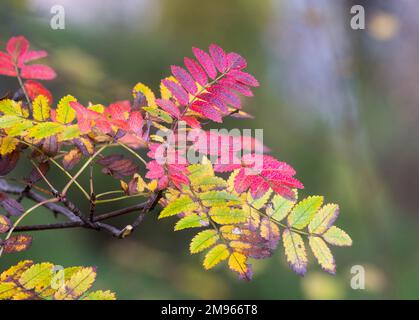 Rowan Tree Leaves im Herbst, Loch Lomond und Trossachs National Park, Schottland Stockfoto