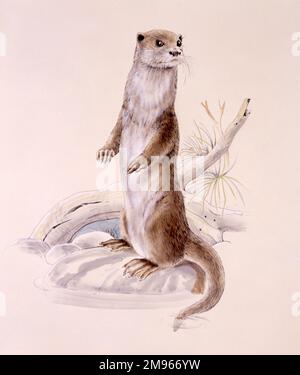 Ein Otter (Lutra lutra), der auf Hinterbeinen am Flussufer steht. Malerei von Malcolm Greensmith Stockfoto