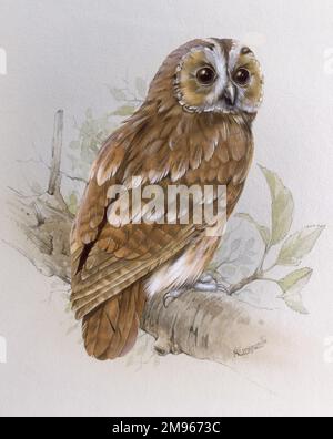 Eine Tawny-Eule (Strix aluco) auf einem Ast. Malerei von Malcolm Greensmith. Stockfoto