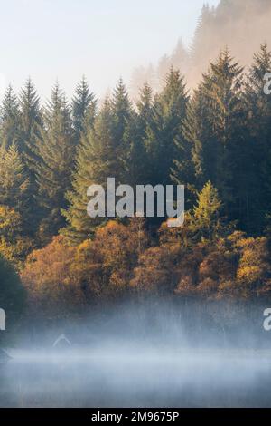 Nebliger Morgen über Loch Chon, Loch Lomond und Trossachs National Park, Schottland Stockfoto