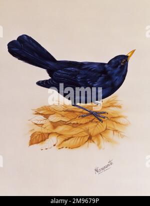 Ein männlicher Blackbird (Turdus merula) steht auf einigen braunen Herbstblättern. Malerei von Malcolm Greensmith Stockfoto