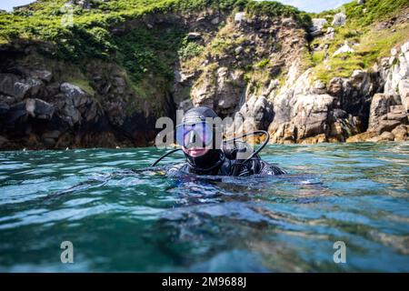 Eine gewöhnliche graue Robbe schwimmt mit Tauchern in den Gewässern rund um Lundy Island in Devon, Großbritannien. Stockfoto