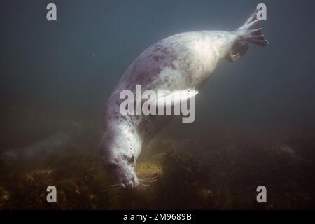 Eine gewöhnliche graue Robbe schwimmt mit Tauchern in den Gewässern rund um Lundy Island in Devon, Großbritannien. Stockfoto