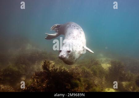 Eine gewöhnliche graue Robbe schwimmt mit Tauchern in den Gewässern rund um Lundy Island in Devon, Großbritannien. Stockfoto