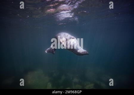 Eine gewöhnliche graue Robbe schwimmt mit Tauchern in den Gewässern rund um Lundy Island in Devon, Großbritannien. Stockfoto