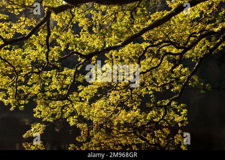 Sonnenbeleuchtete Eiche im Herbst, Loch Lomond und Trossachs National Park, Schottland Stockfoto
