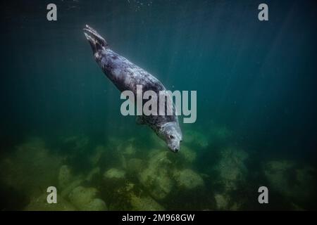 Eine gewöhnliche graue Robbe schwimmt mit Tauchern in den Gewässern rund um Lundy Island in Devon, Großbritannien. Stockfoto