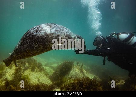 Eine gewöhnliche graue Robbe schwimmt mit Tauchern in den Gewässern rund um Lundy Island in Devon, Großbritannien. Stockfoto