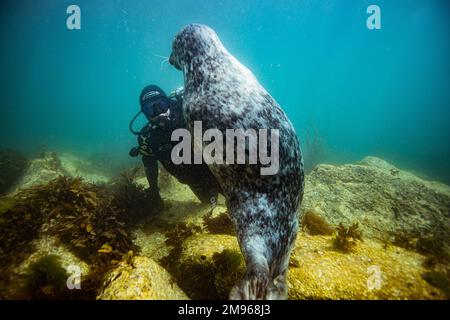 Eine gewöhnliche graue Robbe schwimmt mit Tauchern in den Gewässern rund um Lundy Island in Devon, Großbritannien. Stockfoto