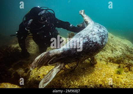 Eine gewöhnliche graue Robbe schwimmt mit Tauchern in den Gewässern rund um Lundy Island in Devon, Großbritannien. Stockfoto