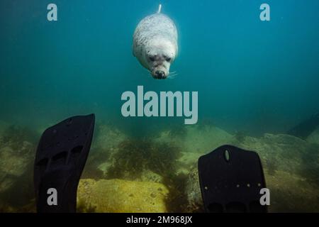 Eine gewöhnliche graue Robbe schwimmt mit Tauchern in den Gewässern rund um Lundy Island in Devon, Großbritannien. Stockfoto