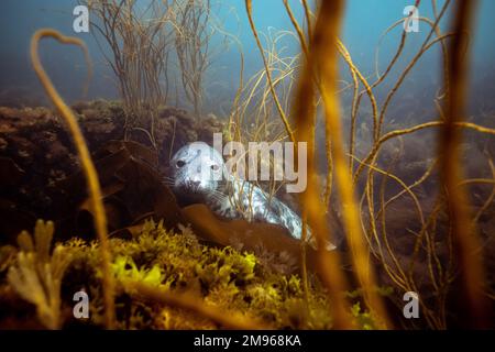 Eine gewöhnliche graue Robbe schwimmt mit Tauchern in den Gewässern rund um Lundy Island in Devon, Großbritannien. Stockfoto