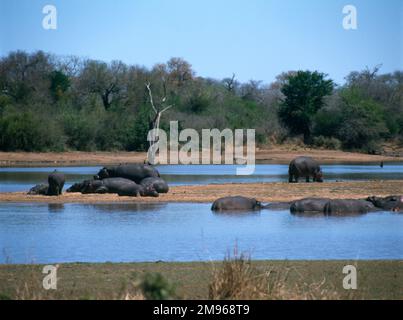 Eine Gruppe von Nilpferden in Tshokwane, Kruger-Nationalpark, Südafrika. Der Park ist eines der größten Wildreservate in Afrika und beherbergt etwa 3000 Flusspferde sowie viele andere wilde Tiere. Stockfoto