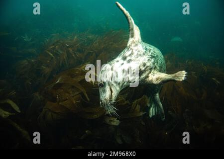 Eine gewöhnliche graue Robbe schwimmt mit Tauchern in den Gewässern rund um Lundy Island in Devon, Großbritannien. Stockfoto