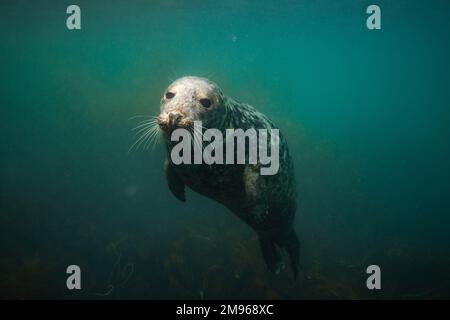 Eine gewöhnliche graue Robbe schwimmt mit Tauchern in den Gewässern rund um Lundy Island in Devon, Großbritannien. Stockfoto