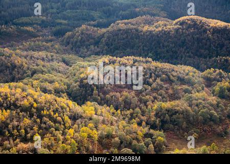 Birkenwälder an den Hängen von Ben Venue, Loch Lomand und Trossachs National Park, Schottland Stockfoto