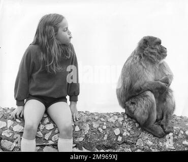 Ein kleines Mädchen, das neben einem Gibraltar Barbary Macaque (Macaca Sylvanus) sitzt und versucht, seine Manierismen nachzuahmen. Diese Tiere befinden sich auf dem Oberen Felsen von Gibraltar und sind vor Ort als Berberaffen oder Felsenaffen bekannt, obwohl es sich in Wirklichkeit um Affen und nicht um Affen handelt. Stockfoto