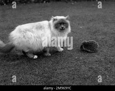 Eine große flauschige Katze trifft auf einem Rasen auf einen Igel. Stockfoto