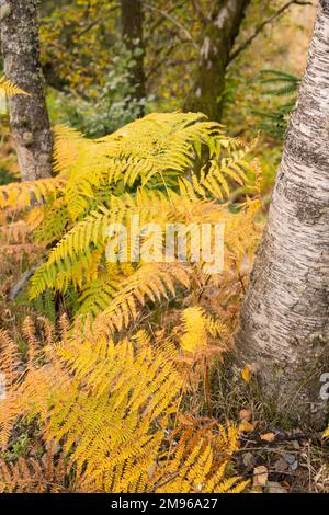 Bracken and Woodland im Herbst, Loch Lomond und Trossachs National Park, Schottland Stockfoto