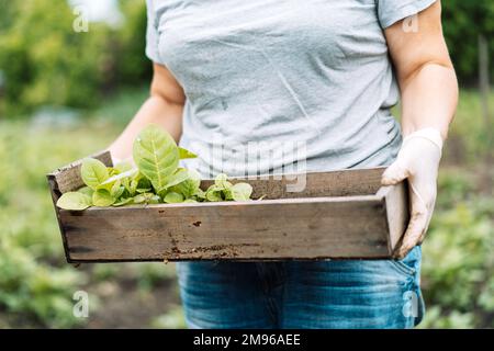 Eine Frau, die eine Holzkiste mit jungen Pfefferkeimlingen in der Hand hält Stockfoto