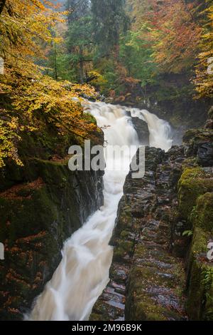 Wasserfälle auf dem Fluss Braan in der Eremitage, in der Nähe von Dunkeld im Herbst, Perth und Kinross, Schottland Stockfoto