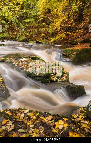 Wasserfälle bei den Birks of Aberfeldy, Moness Burn, Perth und Kinross, Schottland Stockfoto