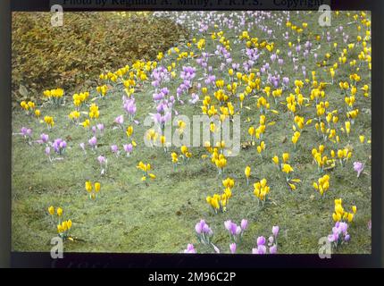 Gelbe und mauve croci (Krokus, Krokusse) wachsen im Gras in Kew Gardens, West London. Stockfoto