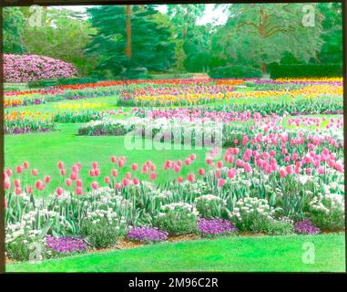 Farbenfrohe Tulpen und andere Pflanzen und Blumen in Kew Gardens, West London. Stockfoto