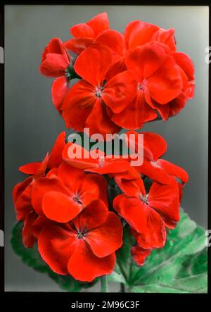 Pelargonium Sir Thomas Hanbury aus der Familie Geraniaceae, mit leuchtend orange-roten Blumen. Es ist benannt nach dem englischen Stoffhändler, Quaker Philanthrop und Pflanzenliebhaber, der in Wisley und in Italien Gärten gründete. Stockfoto