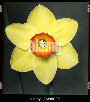 Narcissus Marksman Daffodil aus der Familie der Amaryllidaceae, eine hellgelbe Blume mit einer leuchtend orangefarbenen, glockenförmigen Corona und einem Ring aus sechs Blumenblättern, die Perianth genannt werden. Stockfoto