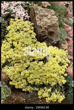 Alyssum Saxatile Citrinum (Korb aus Gold), ein harter Dauerbestand der Familie der Brassicaceae, mit gelben Blüten, geeignet für Felsgärten und Grenzen. Stockfoto