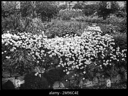 Androsace Sarmentosa, Familie der Primulaceae, auch bekannt als Rock Jasmine oder Feen-Candelabra. Sie blühen in Felsspalten in der vollen Sonne und breiten sich schnell aus. Hier wachsen sie entlang einer niedrigen Steinmauer. Die Blumen sind rosa mit gelben Mittelpunkten. Stockfoto