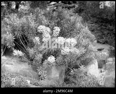 Euphorbia Characias Wulfenii (Spurge, Milkweed), ein immergrüner Dauerhut mit gelb-grünen Blumen, der in einer Felsenkulisse wächst. Stockfoto