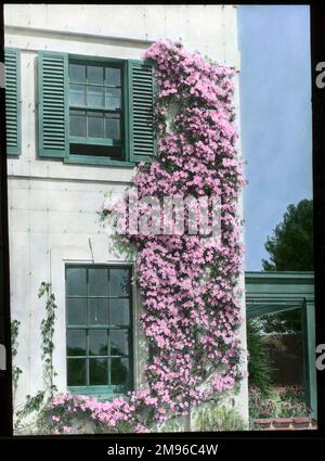 Clematis Montana Rubens, eine robuste Kletterpflanze der Butterblütenfamilie Ranunculaceae, mit rosa Blumen. Hier an der Seite eines Hauses aufwachsen zu sehen, in einem schönen Kontrast zu den weißen Wänden und grünen Fensterläden. Stockfoto