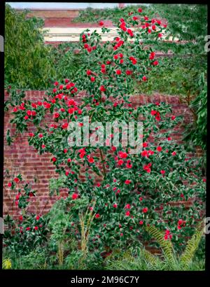 Ein Kamelien-Busch, eine blühende Pflanze der Theaceae-Familie, mit leuchtend roten Blumen, die an einer Gartenwand wachsen. Stockfoto
