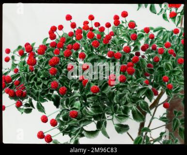 Cornus Kousa oder Benthamidia Kousa (japanischer Blumenhund), ein harter Strauch oder kleiner Baum aus Japan und Korea, der Familie der Cornaceae. Hier sehen Sie leuchtend rote Beeren, die essbar sind. Stockfoto