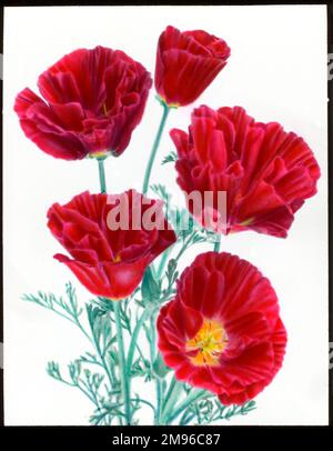 Eschscholzia californica (Cherry Ripe oder California Poppy) aus der Familie der Papaveraceae. Hier sehen Sie fünf Blumen in verschiedenen Phasen der Eröffnung. Stockfoto