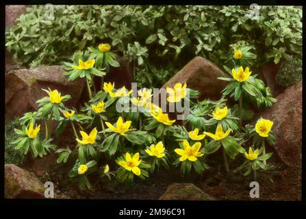 Eranthis Hyemalis (Winter Aconite, Wolf's Bane), eine blühende Pflanze der Familie der Ranunculaceae (Butterblume). Es hat leuchtend gelbe, tassenförmige Blumen. Hier wachsen sie in einer felsigen Umgebung. Stockfoto