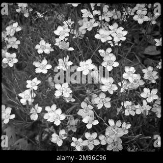 Dianthus deltoides (Maiden Pink), eine mehrjährige Blütenpflanze der Familie Caryophyllaceae. Stockfoto