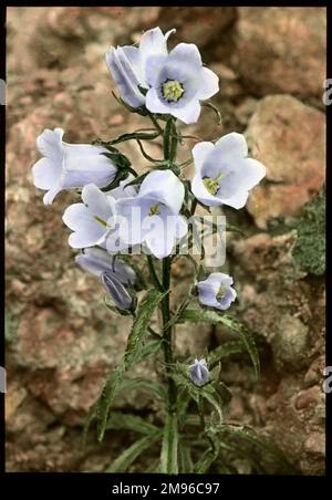 Campanula Speciosa (Pyrenäische Bellblume) der Familie Campanulaceae. Es hat oft blau-violette Blumen, aber hier ist es mit sehr blassblauen Blütenblättern zu sehen. Stockfoto